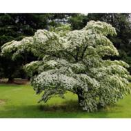 Саджанець Дерен Кousa Сhinensis в контейнері