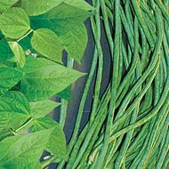 Фасоль Вигна Шарлотта за 1,5 г