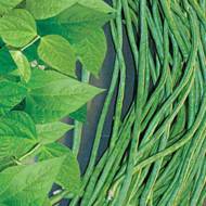 Фасоль Вигна Шарлотта за 1,5 г