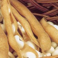 Фасоль кустовая Ласточка