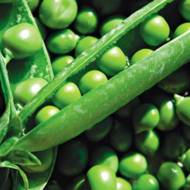 Горох сахарный Иловецкий по 20 г