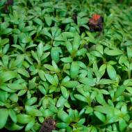 Кресс-салат цельнолистный за 3 г