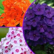 Комплект из 3-х разных сортов флоксов