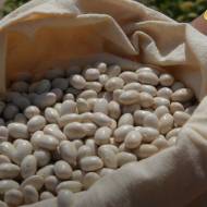 Фасоль кустовая Славия