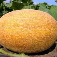 Дыня Ананас за 2 г