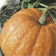 Тыква Стофунтовка