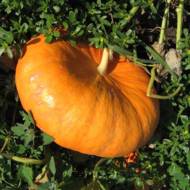 Тыква Руж Виф Детамп за 3 г