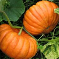 Тыква Цукерка за 2 г