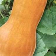 Тыква-цуккини Виктория за 1 г