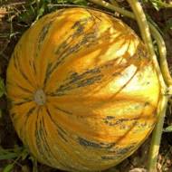 Тыква Мозолеевская за 2 г