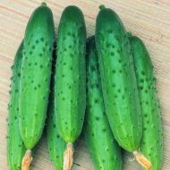 Огурец Круиз за 1 г20 сем.