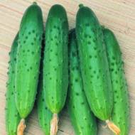 Огурец Круиз за 1 г20 сем.
