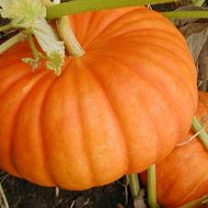Тыква Медовая красотка за 10 сем.