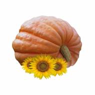 Тыква Титан