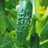 Огурец Примус F1 за 20 сем.