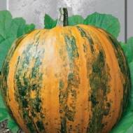 Тыква Украинская многоплодная