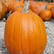 Тыква Атлант за 2 г