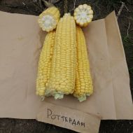 Кукурудза цукрова Ротердам