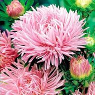 Айстра Американська красуня за 0,3 г