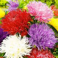 Айстра суміш Крайлен мікс (махрова) за 0,3 г