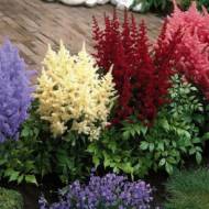 Саженец астильбы в контейнере