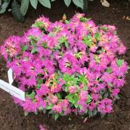 Саженец азалии Konigstein в контейнере