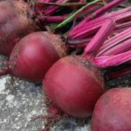 Свекла столовая Подзимняя за 3 г