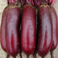 Свекла столовая Карилон