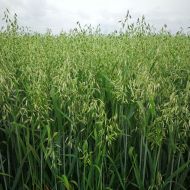 Овес за 0,5 кг