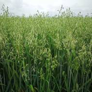 Овес за 0,5 кг