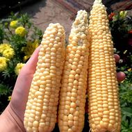 Кукуруза Лакомка за 20 г