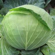 Капуста Украинская осень за 0,5 г