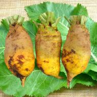 Свекла кормовая Эккендорфская  за 30 г