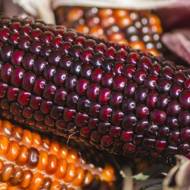 Кукуруза Шоколадное черри за 5 сем.