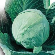 Капуста Ярославна за 0,5 г