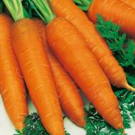 Морковь Флакке дражированна (ЕМР-58)