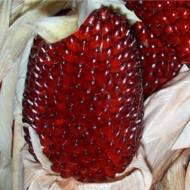 Кукуруза декоративная Земляничка за 10 сем.