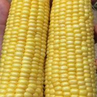 Кукуруза сахарная Багратион F1