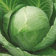 Капуста Золотой гектар за 0,5 г