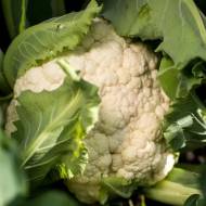 Цветная капуста Илькар F1