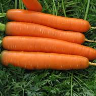 Морковь Сатурно F1 за 0,3 г