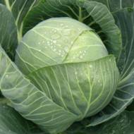 Капуста белокочанная Пандион за 20 сем.