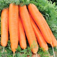 Морковь Красный великан