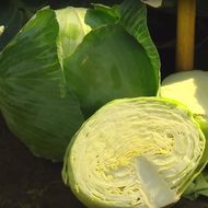 Капуста белокочанная Агрессор F1