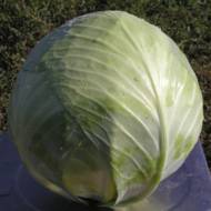 Капуста белокочанная Фундакси F1  за 10 сем.