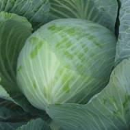 Капуста Валентина F1 за 0,5 г