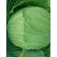 Капуста Экстра F1 за 0,2 г