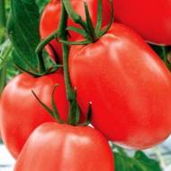 Томат Аделина за 0,1 г