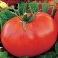 Томат Украинский гигант за 0,1 г