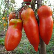 Томат Алый мустанг за 0,1 г